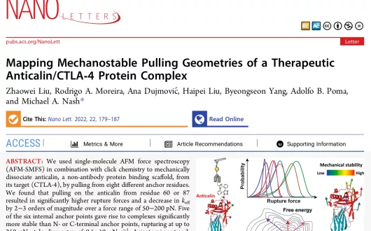 Mapping Mechanostable Pulling Geometries of a Therapeutic Anticalin/CTLA‑4 Protein Complex