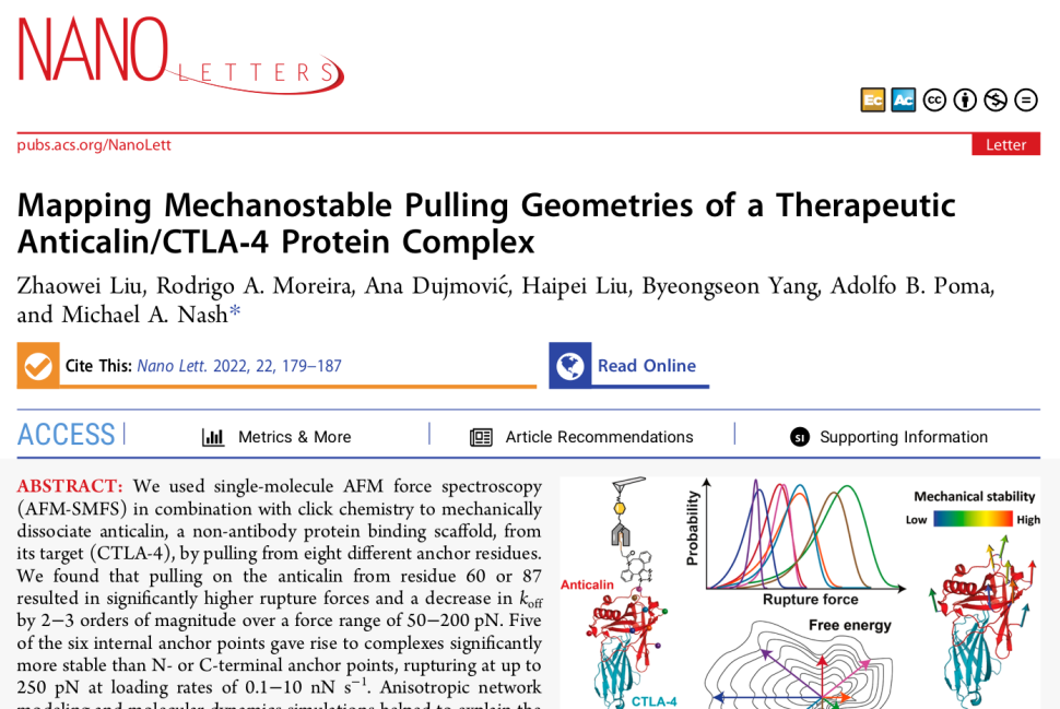 Mapping Mechanostable Pulling Geometries of a Therapeutic Anticalin/CTLA‑4 Protein Complex